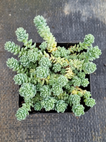 Sedum Dasyphyllum 'Major' 璇叶姬星美人