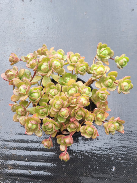 11cm pot Aeonium saundersii 橄榄球玫瑰11cm盆