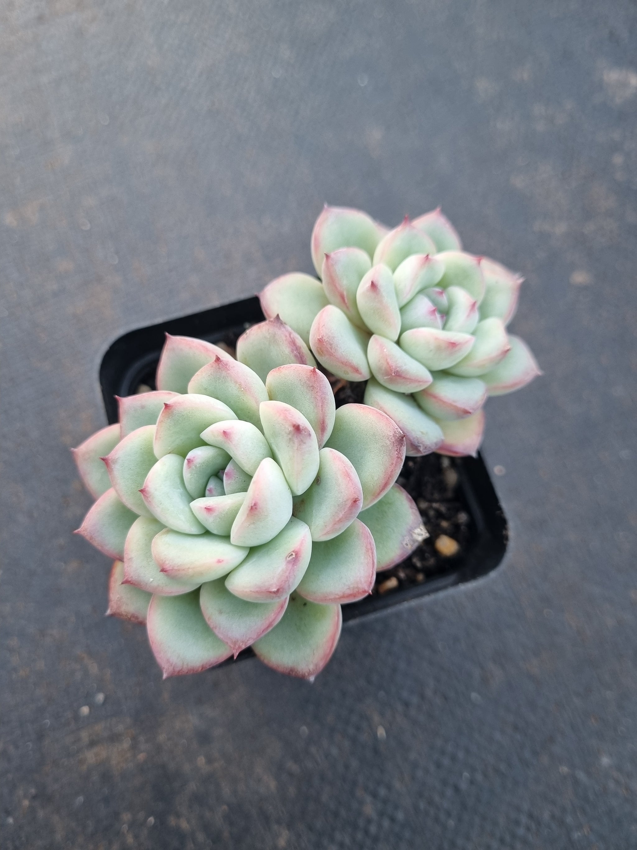 多肉植物 韓国苗 Echeveria 0920MKH-33 MIX(名無し) 10個(岡山