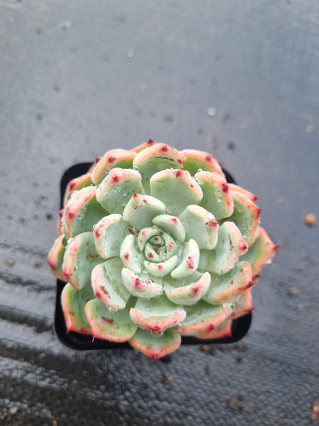 *GLGhybrid(1-1458) Echeveria Laulensis hybrid 劳伦斯杂