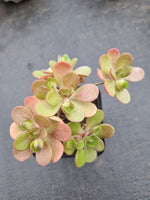Aeonium saundersii 橄榄球玫瑰