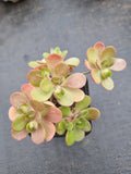 Aeonium saundersii 橄榄球玫瑰