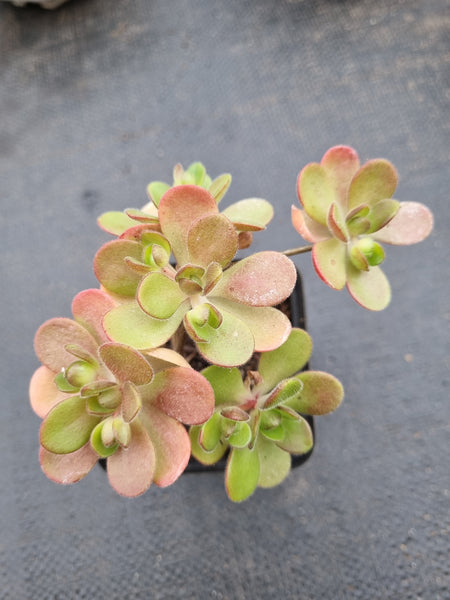 Aeonium saundersii 橄榄球玫瑰