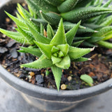Haworthia variegated No ID
