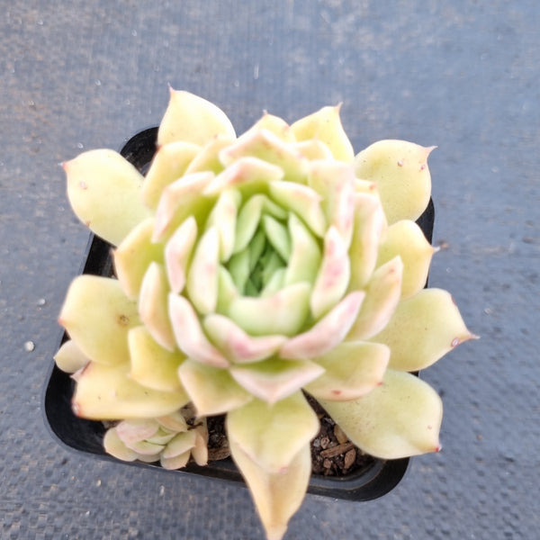 *GLGhybrid(1-1633) Echeveria Mexico Minima hybrid 墨姬杂