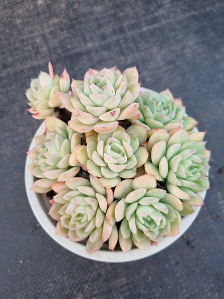 11cm pot Echeveria Schichi-kuksi