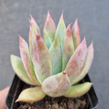 *GLGhybrid(1-1624) Echeveria Mexican Giant hybrid 巨人杂