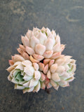 *GLGhybrid(1-853) Echeveria Elegans 'Alba' hybrid 白月影杂