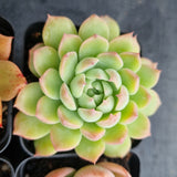 *GLGhybrid(1-499) Special hybrid pack of 4