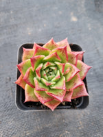 *GLGhybrid(1-993) Echeveria agavoides Ebony hybrid 乌木杂