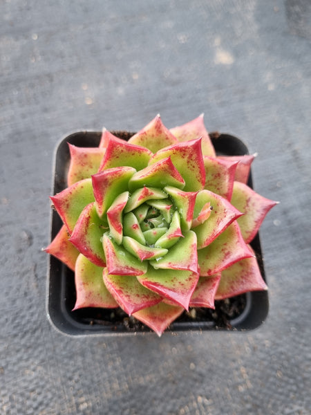 *GLGhybrid(1-993) Echeveria agavoides Ebony hybrid 乌木杂