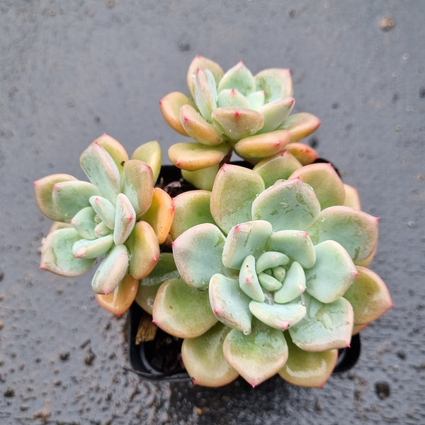 *GLGhybrid(1-1588) Pachyveria Elaine hybrid 香水杂