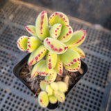 Cotelydon Tomentosa variegated - white form 白熊