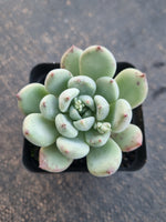 *GLGhybrid(1-797) Pachyveria Elaine hybrid 香水杂