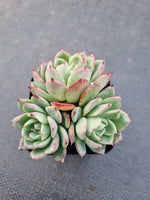 *GLGhybrid(1-883) Echeveria Laulensis hybrid 劳伦斯杂