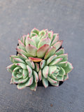 *GLGhybrid(1-883) Echeveria Laulensis hybrid 劳伦斯杂