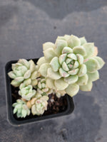 *GLGhybrid(1-1182) Graptopetalum Mendozae hybrid 丸姬杂