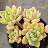 *GLGhybrid(2-4) Pachyveria Elaine X Ballsii 香水杂灰姑娘