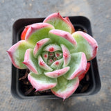 Echeveria Colorata 卡罗拉