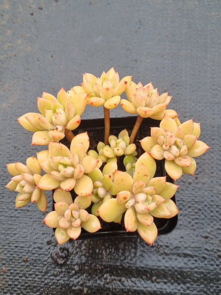 *GLGhybrid(1-1485) Graptopetalum Mendozae hybrid 丸姬杂
