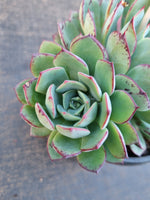 *GLGhybrid(2-362) Echeveria Puebla hybrid 普埃布拉杂