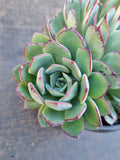 *GLGhybrid(2-362) Echeveria Puebla hybrid 普埃布拉杂