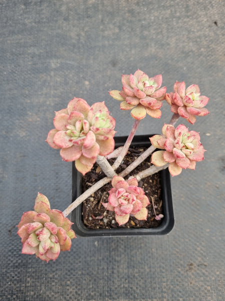 *GLGhybrid(1-925) Echeveria Subalpina hybrid 萨宾娜杂