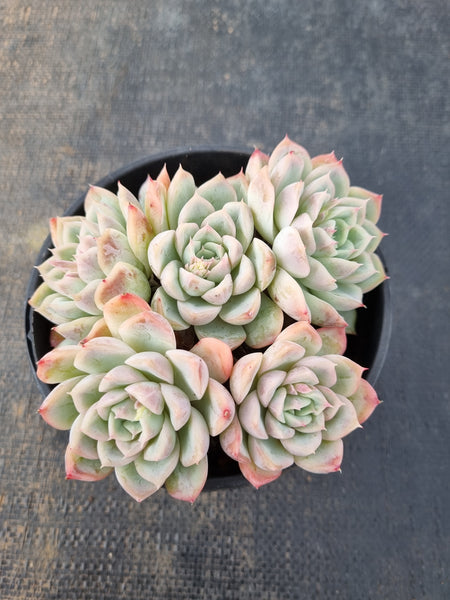 *GLGhybrid (2-94) Echeveria Elegans 'Alba' hybrid 白月影杂