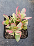 Crassula Platyphylla variegata 紫蝶锦