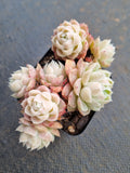 Echeveria Icy Beauty 冰美人