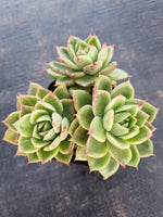 *GLGhybrid(1-41) Echeveria Gilva hybrid 玉杯杂