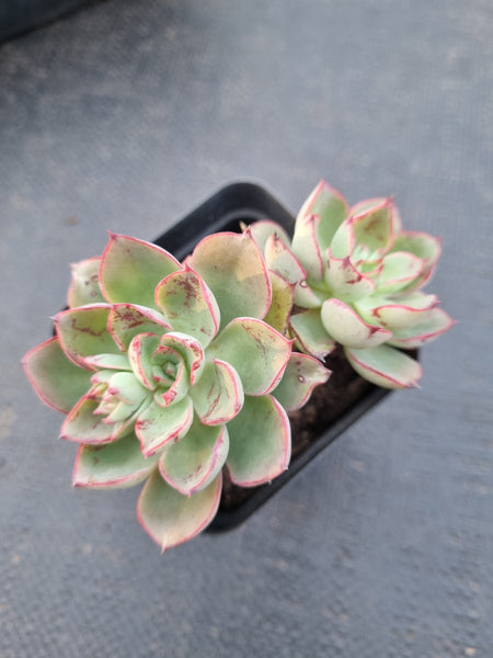 *GLGhybrid(1-880) Echeveria Subalpina hybrid 萨宾娜杂
