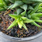 Haworthia variegated No ID