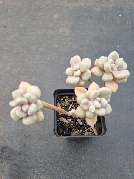 *GLGhybrid(1-1131) Graptopetalum Mendozae X Ellen丸姬杂艾伦