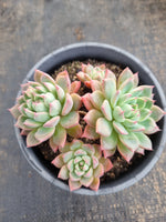 *GLGhybrid(2-267) Echeveria Sierra Hybrid 爱斯诺杂