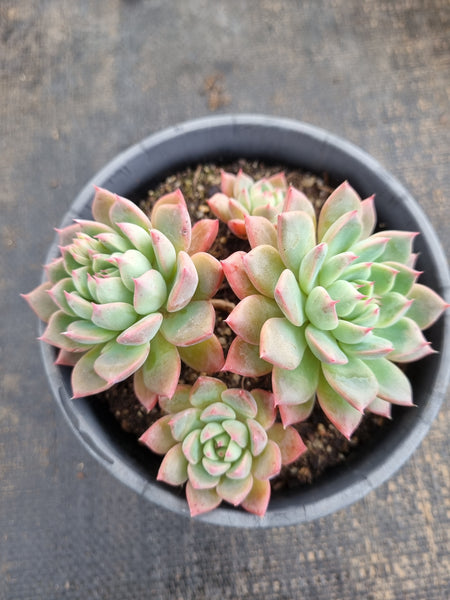 *GLGhybrid(2-267) Echeveria Sierra Hybrid 爱斯诺杂