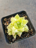 Haworthia Xantha Gold varigated 黄金凝脂菊锦