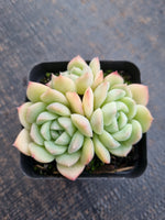 *GLGhybrid(1-726)  Echeveria Elegans 'Alba' hybrid 白月影杂