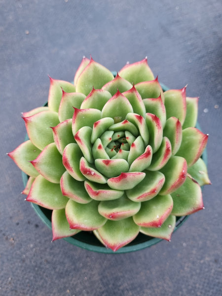 *GLGhybrid(2-346) Echeveria agavoides Ebony hybrid 乌木杂