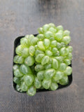 Haworthia cooperi