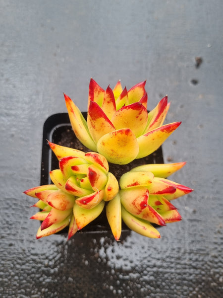 Echeveria Agavoides Lipstick aka. Red Edge口红