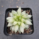 Haworthia Silver Swirls  白斑玉露