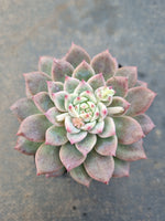 Echeveria 'Frosty Bloom' (霜花 E. prolifica hybrid)