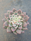 Echeveria 'Frosty Bloom' (霜花 E. prolifica hybrid)