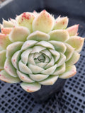 *GLGhybrid(1-550) Echeveria Elegans 'Alba' hybrid 白月影杂