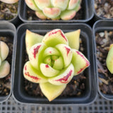 *GLGhybrid(1-1687) Special hybrid pack of 4