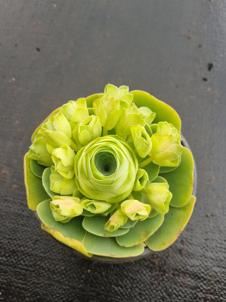 Aeonium aurea sp