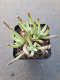 Senecio 'Scaposus' 新月