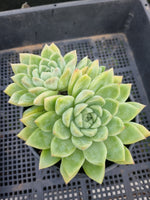*GLGhybrid (2-145) Echeveria Elegans 'Alba' hybrid 白月影杂