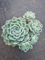 *GLGhybrid(1-807) Echeveria Hyalina hybrid 海琳娜杂